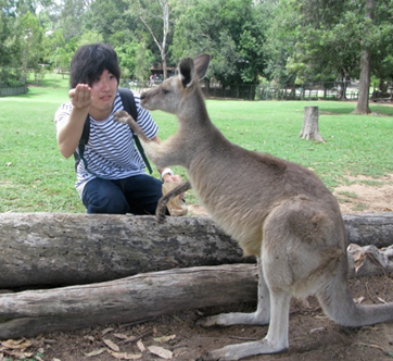 kangaroo.png