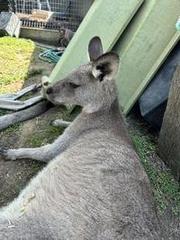 NY_Kangaroo.jpgのサムネイル画像