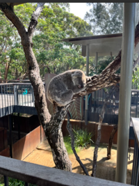 TY_koala.png