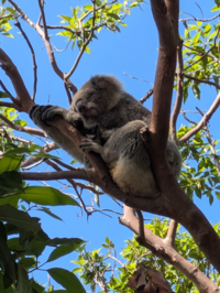 KS_koalabear.png