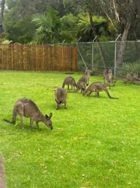 MN_wallaby.png