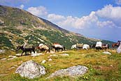 Pictures from Bulgarian mountains
